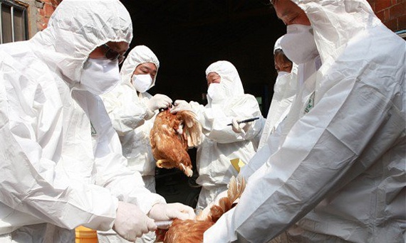 ظهور "انفلونزا الطيور" في ولاية ميشيجان الأمريكية