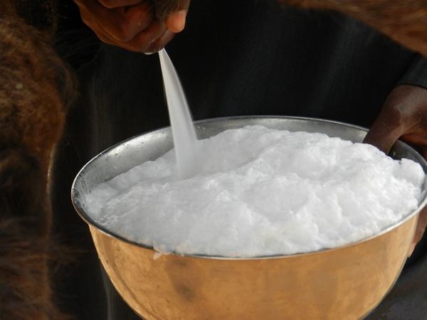 منظمة الصحة: شرب بول وحليب الإبل يؤدي للإصابة بـ "كورونا"