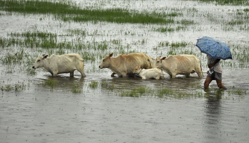 قصة مصورة: فيضانات الهند