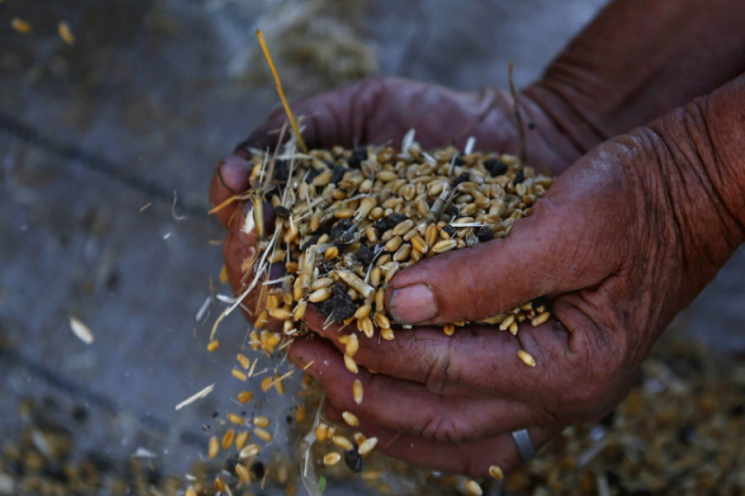 مصر تشتري 180 ألف طن من القمح الروسي والروماني