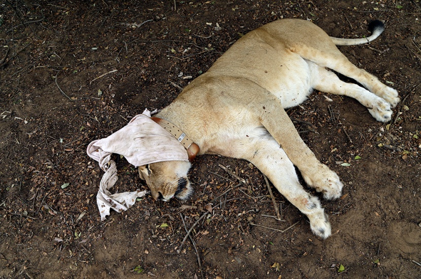 رواندا تستورد أسودا من جنوب افريقيا لدعم سياحة السفاري