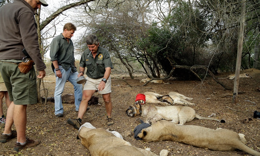 رواندا تستورد أسودا من جنوب افريقيا لدعم سياحة السفاري