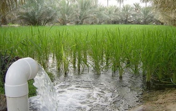 علماء : ترشيد المياه قد يقلل مخاطر تغير المناخ على الأغذية