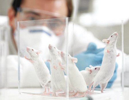 آخر صيحات العلم.. علماء يتحكمون بأدمغة فئران التجارب بأجهزة لاسلكية