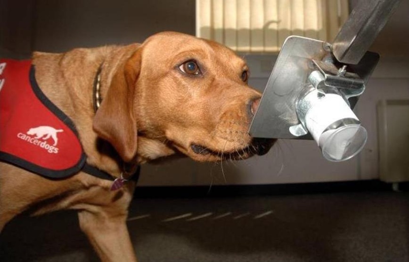 كلاب ذات قدرة على شم الخلايا السرطانية في خدمة أطباء بريطانيا