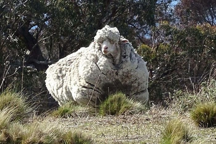 خروف أسترالي يحقق رقما قياسيا بعد جز 42 كيلوجراما صوف منه