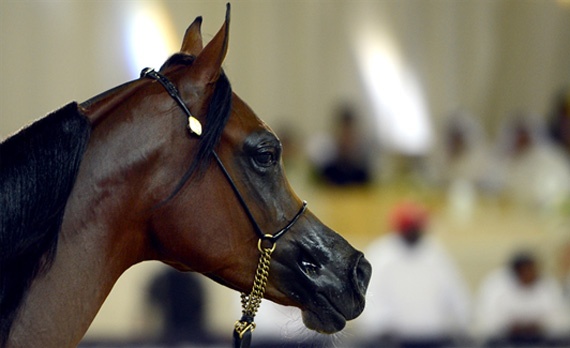 السعودية تتلقى إشعارا من أمريكا بخلوها من طاعون الخيل الإفريقي