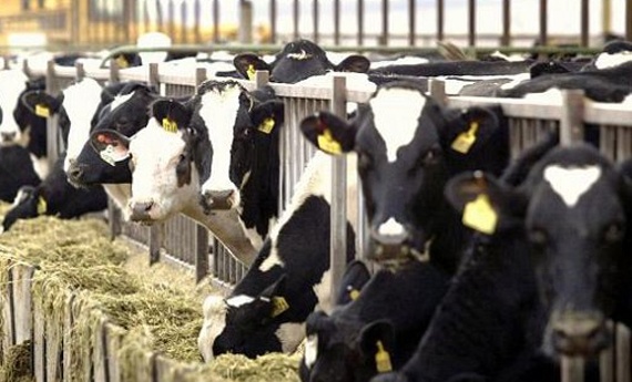 "الزراعة" : استئناف استيراد الأبقار من الدول ذات المخاطر التي لا تذكر