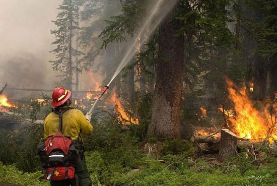 حرائق الغابات في كاليفورنيا تهدد الأشجار القديمة