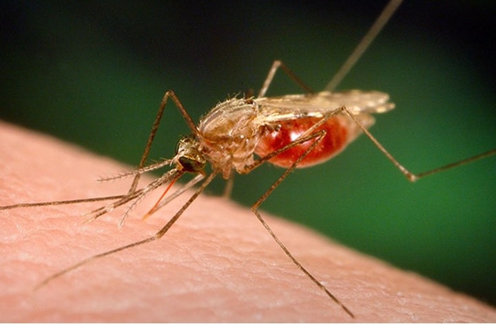 إصابة مليون أفريقي بالملاريا هذا العام بسبب البعوض