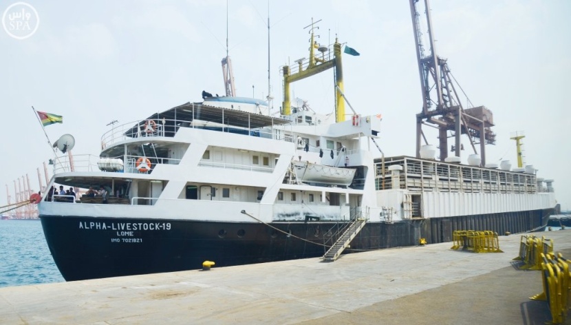 المملكة تستورد 4 ملايين رأس أغنام .. منها مليونًا تقدّمها لفقراء العالم