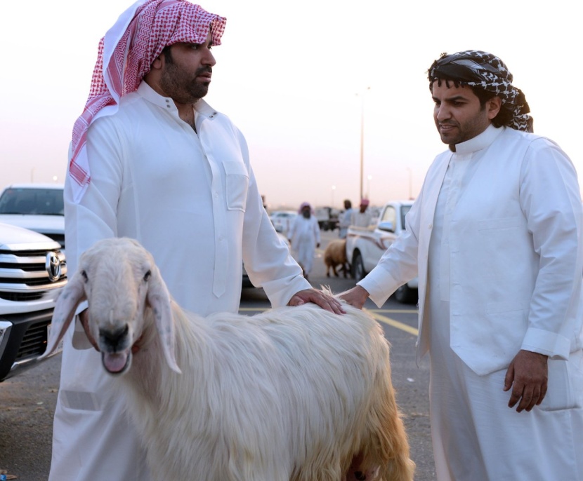 المملكة تستورد 4 ملايين رأس أغنام .. منها مليونًا تقدّمها لفقراء العالم