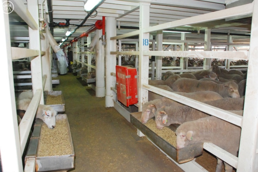 المملكة تستورد 4 ملايين رأس أغنام .. منها مليونًا تقدّمها لفقراء العالم