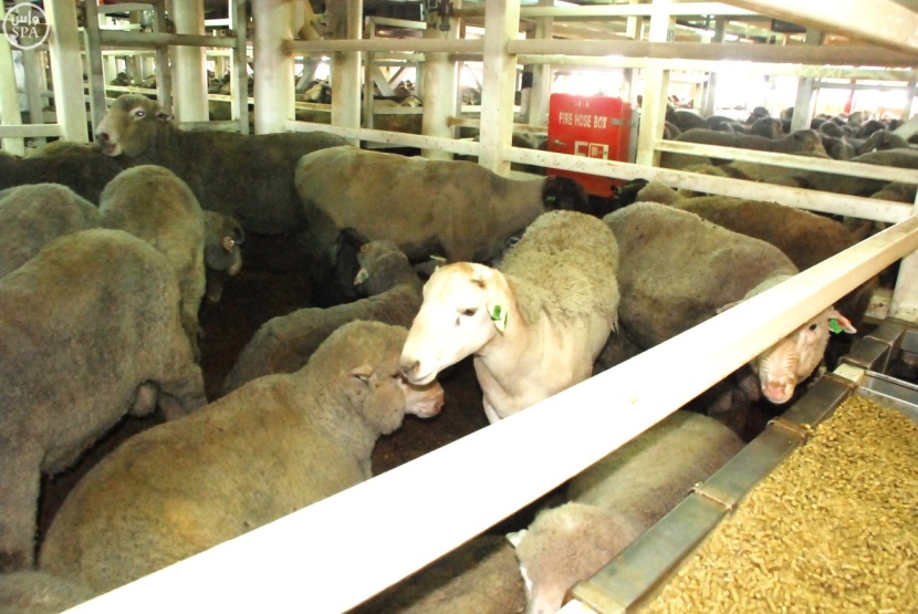 المملكة تستورد 4 ملايين رأس أغنام .. منها مليونًا تقدّمها لفقراء العالم