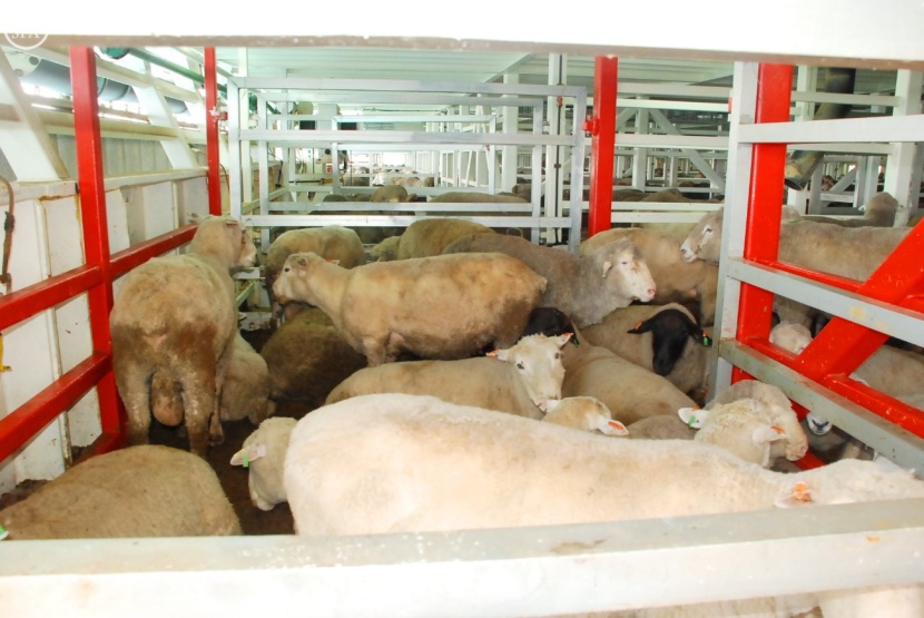 المملكة تستورد 4 ملايين رأس أغنام .. منها مليونًا تقدّمها لفقراء العالم