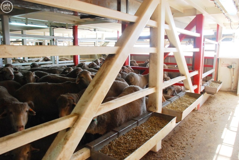 المملكة تستورد 4 ملايين رأس أغنام .. منها مليونًا تقدّمها لفقراء العالم