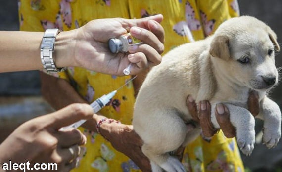 داء الكلب يظهر مجددا في ماليزيا