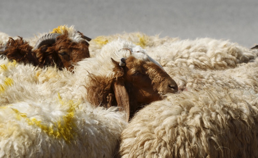 قصة مصورة: المسلمون يحتفلون بأول أيام عيد الأضحى