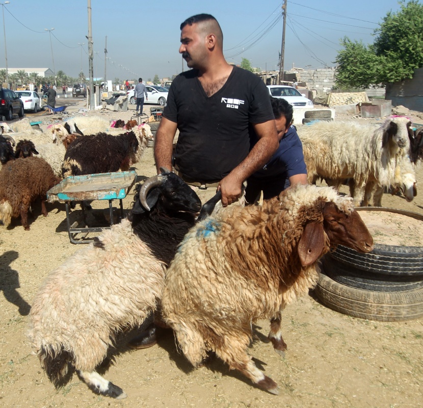 قصة مصورة: المسلمون يحتفلون بأول أيام عيد الأضحى