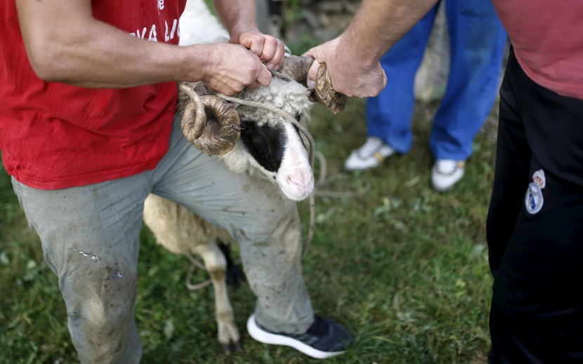 قصة مصورة: المسلمون يحتفلون بأول أيام عيد الأضحى