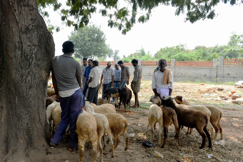 قصة مصورة: المسلمون يحتفلون بأول أيام عيد الأضحى