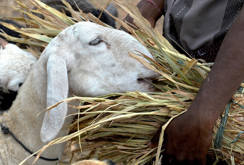 قصة مصورة: المسلمون يحتفلون بأول أيام عيد الأضحى