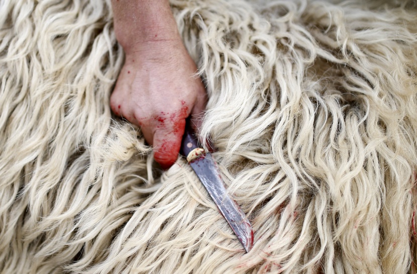 قصة مصورة: المسلمون يحتفلون بأول أيام عيد الأضحى