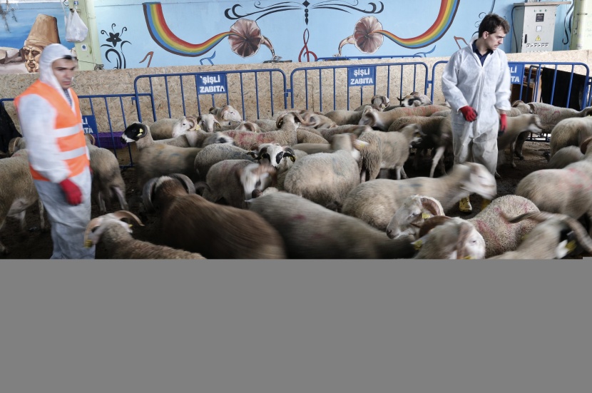 قصة مصورة: المسلمون يحتفلون بأول أيام عيد الأضحى