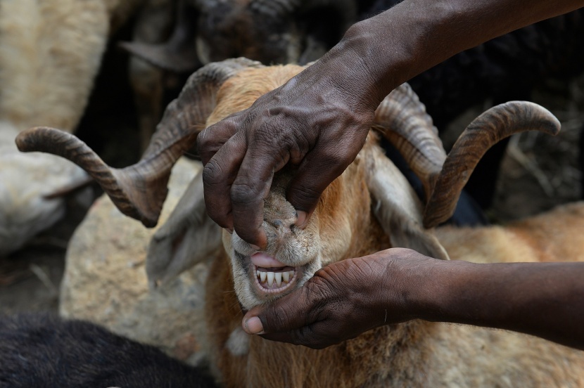 قصة مصورة: المسلمون يحتفلون بأول أيام عيد الأضحى