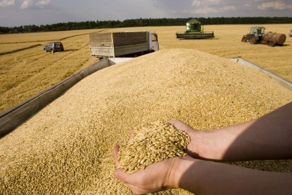 المغرب يخفض الرسوم الجمركية على واردات القمح اللين إلى 50%