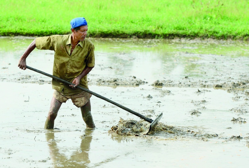 مزارع في حقل أرز على مشارف كولومبو