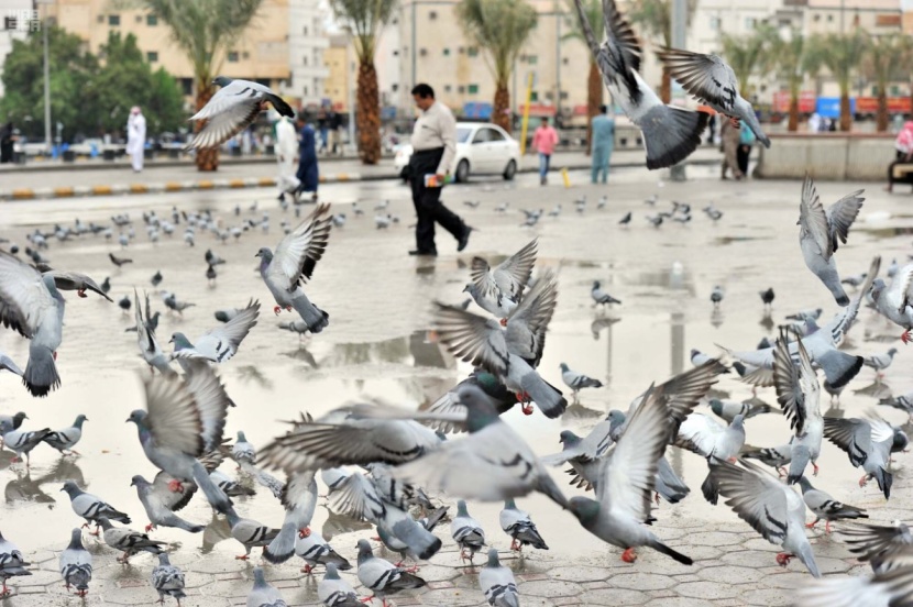 هطول أمطار على منطقة المدينة المنورة