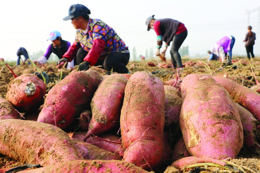 مزارعون يحصدون البطاطا داخل حقل بمقاطعة شاندونج