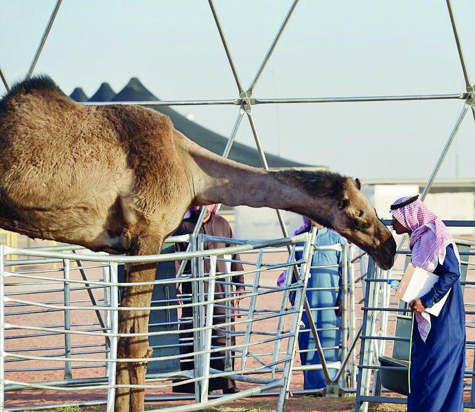 أطول ناقة في العالم