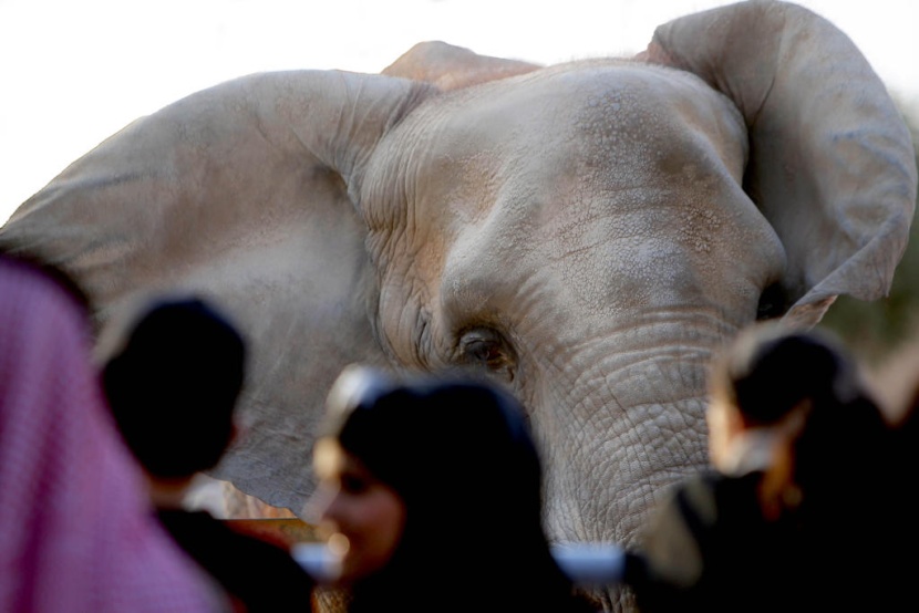 حديقة الحيوانات في الرياض