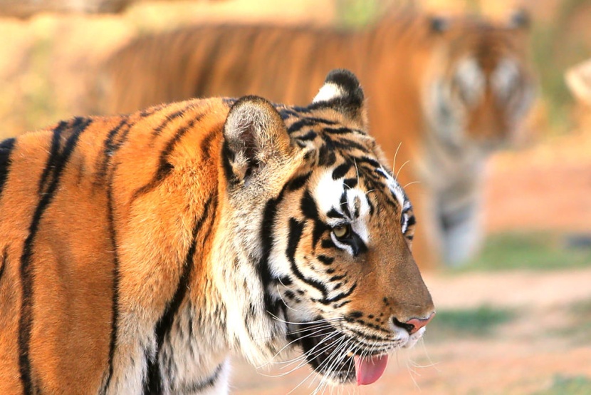 حديقة الحيوانات في الرياض