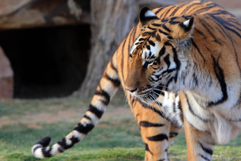 حديقة الحيوانات في الرياض