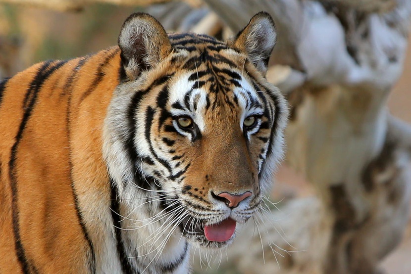 حديقة الحيوانات في الرياض