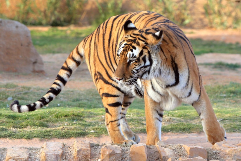 حديقة الحيوانات في الرياض