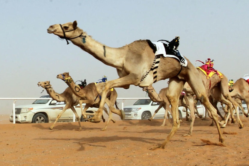 جائزة الملك عبدالعزيز لسباقات الهجن