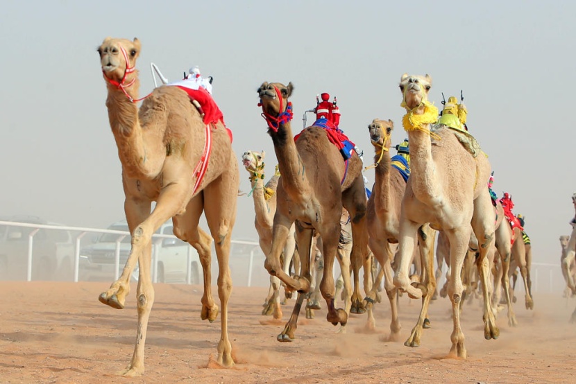 جائزة الملك عبدالعزيز لسباقات الهجن