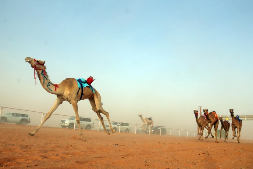 جائزة الملك عبدالعزيز لسباقات الهجن