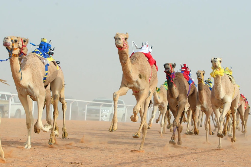 جائزة الملك عبدالعزيز لسباقات الهجن