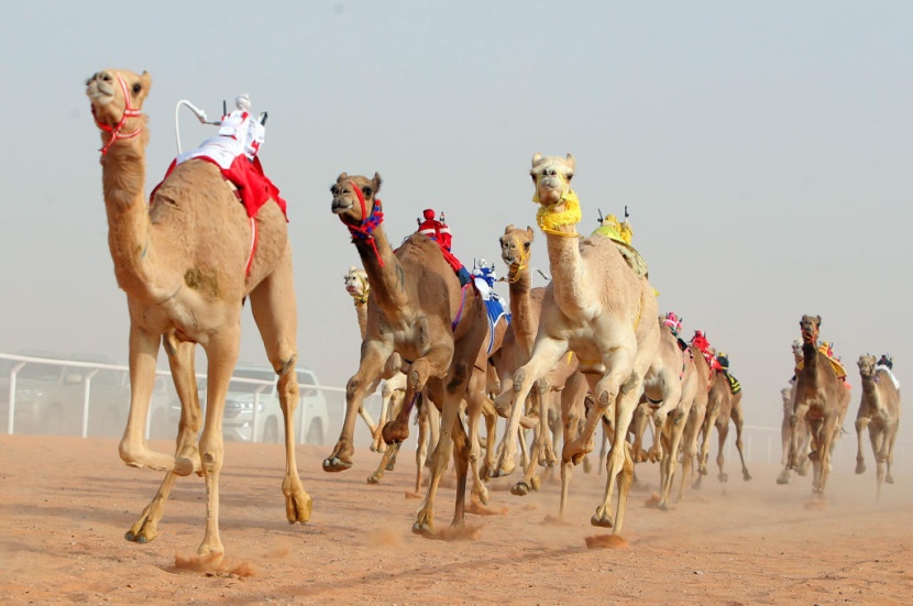 جائزة الملك عبدالعزيز لسباقات الهجن