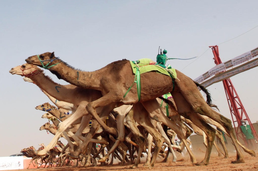 جائزة الملك عبدالعزيز لسباقات الهجن
