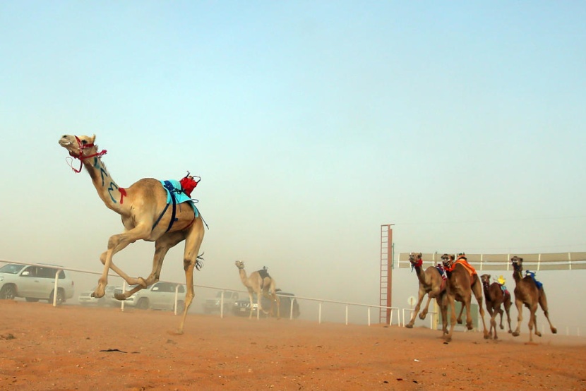 جائزة الملك عبدالعزيز لسباقات الهجن