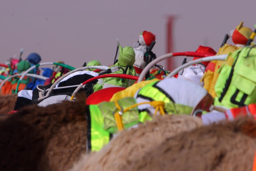 جائزة الملك عبدالعزيز لسباقات الهجن