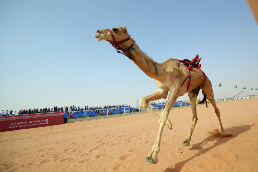 جائزة الملك عبدالعزيز لسباقات الهجن
