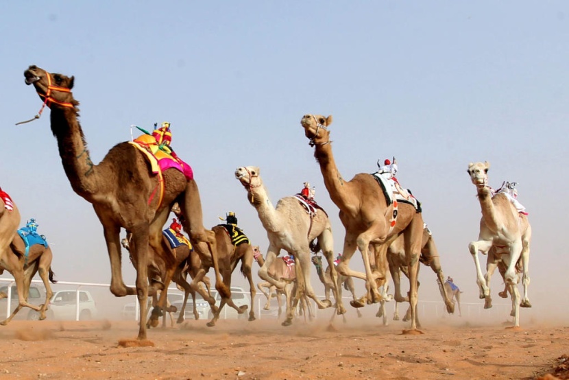 جائزة الملك عبدالعزيز لسباقات الهجن