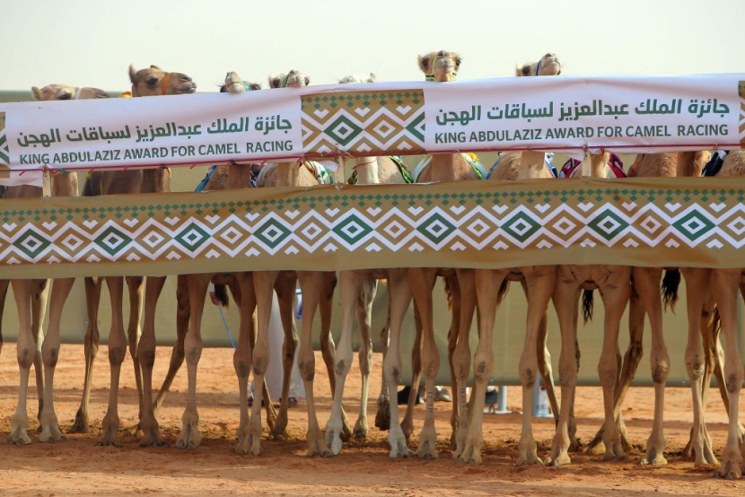 جائزة الملك عبدالعزيز لسباقات الهجن